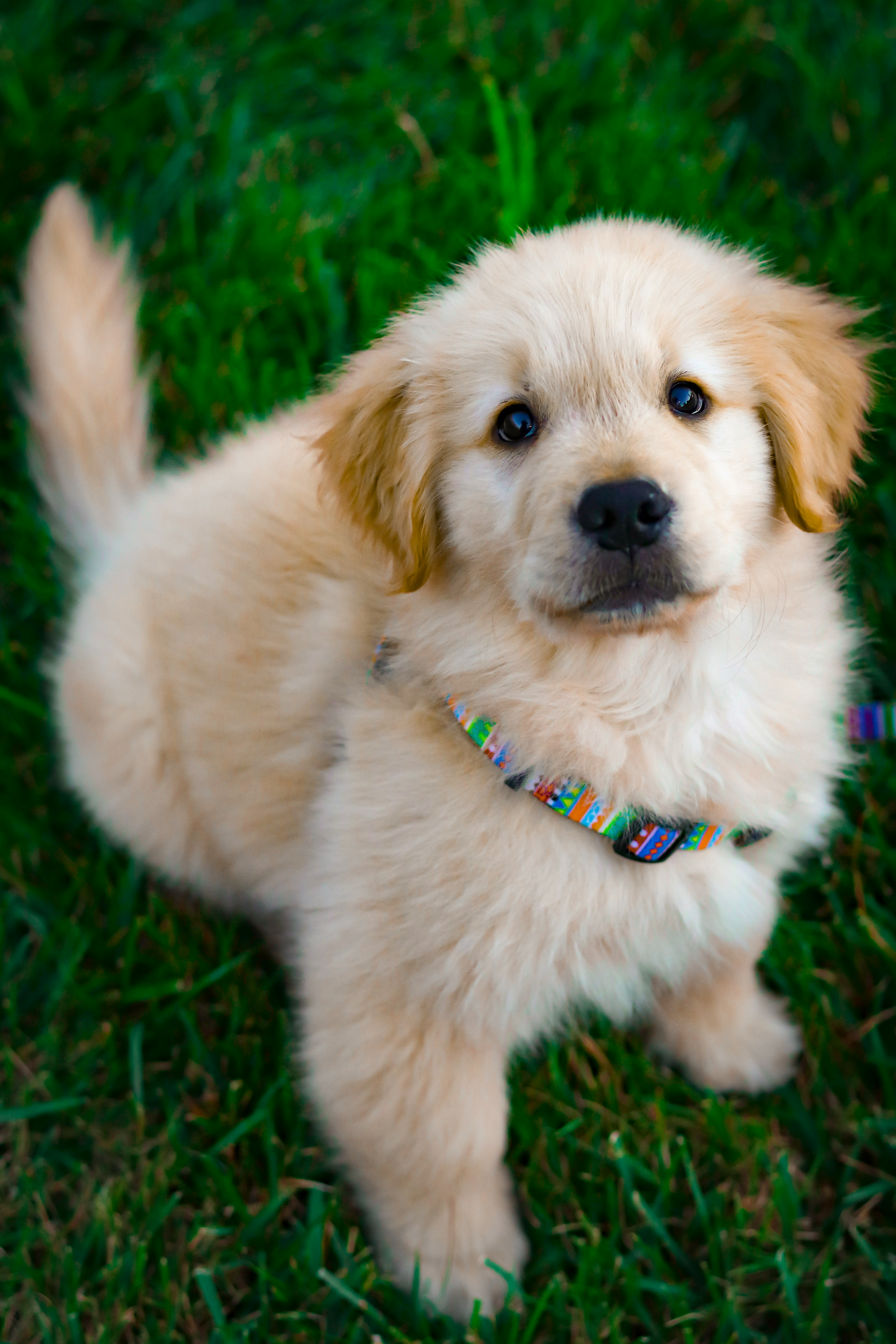 Adopt a dog